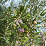 Olive Tree Culture